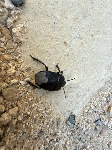 Black burrowing bug