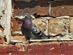 Columba livia domestica