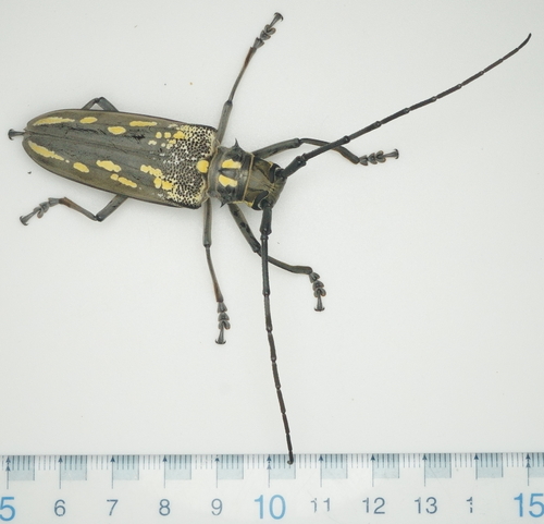 White-striped Longhorn Beetle
