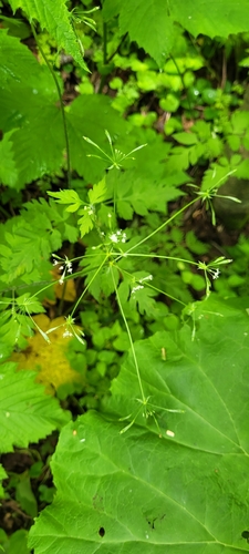 Osmorhiza aristata observed 2026-06-11