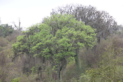 Ceiba trischistandra