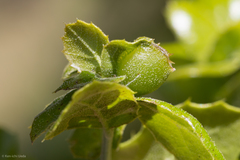 Callirhytis perfoveata