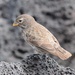 Small Ground-Finch - Photo (c) Vince Smith, some rights reserved (CC BY-NC-SA)