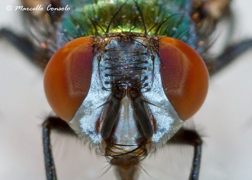 Common European Greenbottle Fly, photo 3 of 9