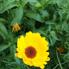 Coreopsis grandiflora