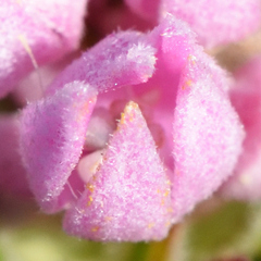 (c) Andrew Gillespie, some rights reserved (CC BY) Phylica gnidioides, photograph (c) Andrew Gillespie, some rights reserved (CC BY)