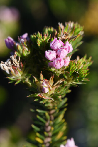 Phylica gnidioides, photograph 3