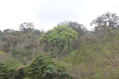 Ceiba trischistandra