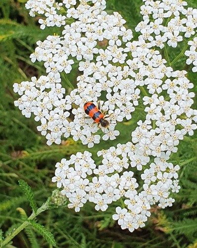 Bee-eating Beetle