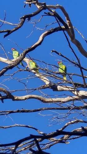 Musk Lorikeet