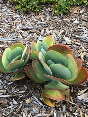 Kalanchoe luciae