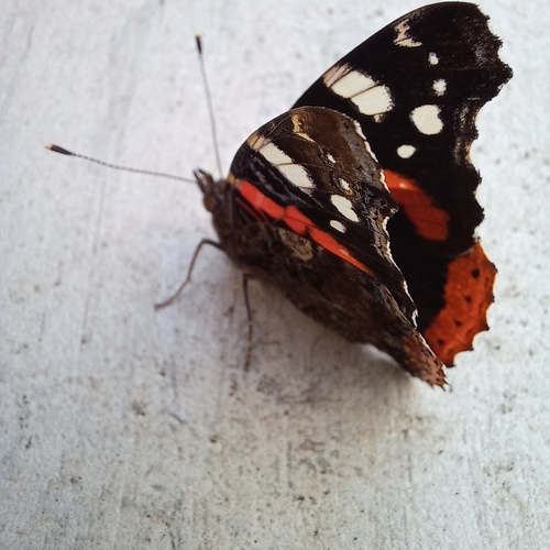 Red Admiral