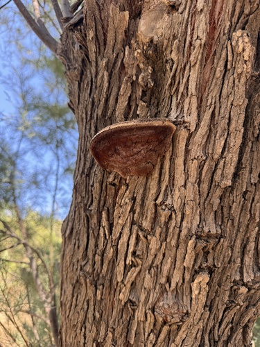 Inocutis tamaricis