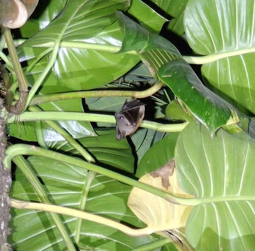 Greater Short-nosed Fruit Bat