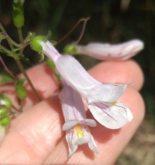 Penstemon laxiflorus