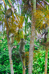 Chlorocebus pygerythrus pygerythrus