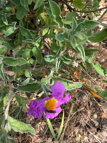 Hoary Rock-rose