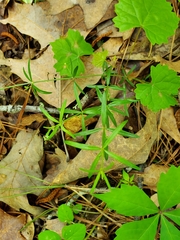 Galium uniflorum