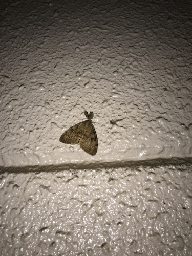 Spongy Moth