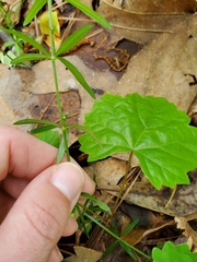 Galium uniflorum