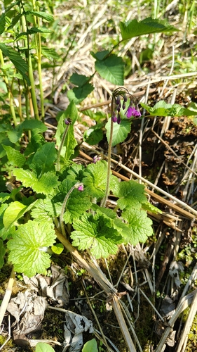 Primula matthioli, photograph 5