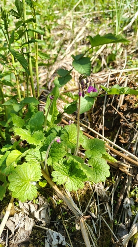 Primula matthioli, photograph 6