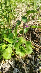 Primula matthioli, photograph (c) Полина Полежанкина, some rights reserved (CC BY)