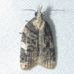 Platynota exasperatana