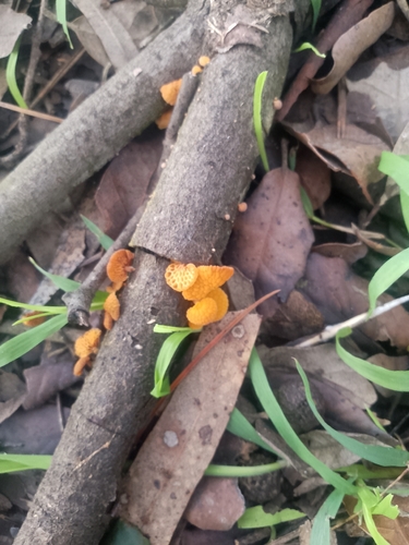 orange pore fungus