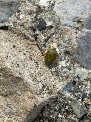 Gorse Shield Bug