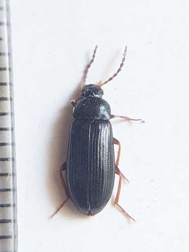 Mycetochara obscura