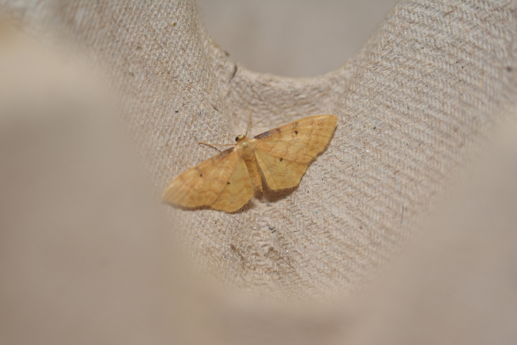 Idaea lutulentaria