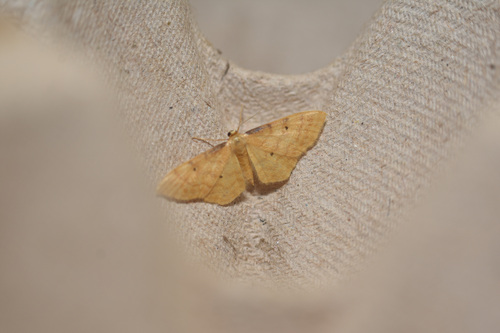 Idaea lutulentaria