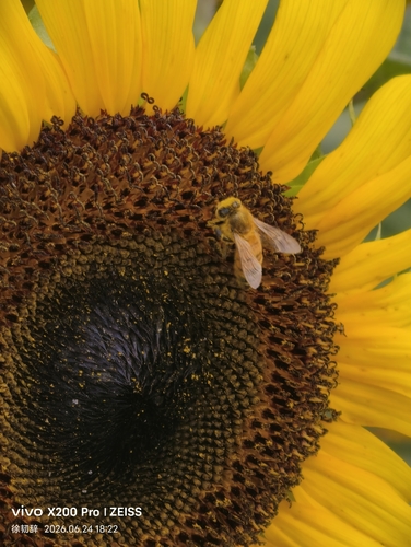 Western Honey Bee