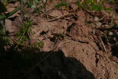 Halictus quadricinctus