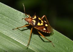Oebalus poecilus