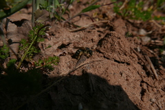 Halictus quadricinctus