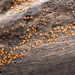 Scutellinia subhirtella - Photo (c) Richard Jacob, algunos derechos reservados (CC BY), subido por Richard Jacob