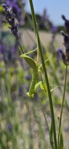 Transcaucasian Giant Mantis