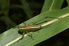 Conocephalus ochrotelus