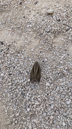 Palm Moth