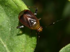 Horciasinus argentinus