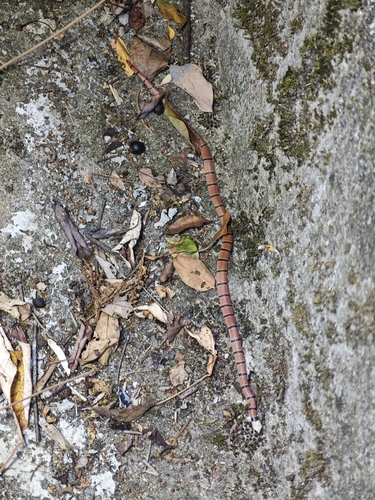 Guangxi Coral Snake