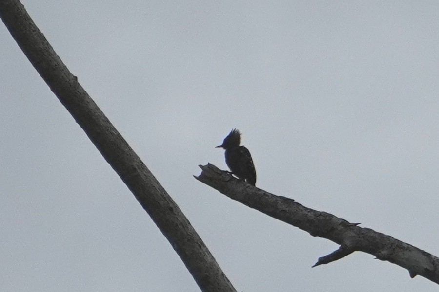 Grey-and-buff Woodpecker (Hemicircus concretus), photo 1