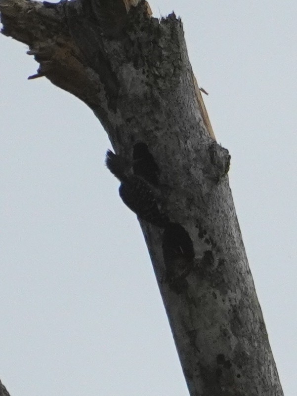 Grey-and-buff Woodpecker (Hemicircus concretus), photo 2