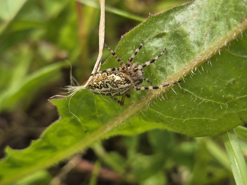 Oak Spider