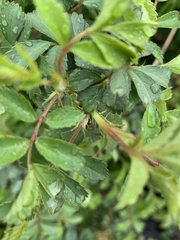 Rosa multiflora