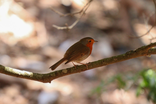 European Robin