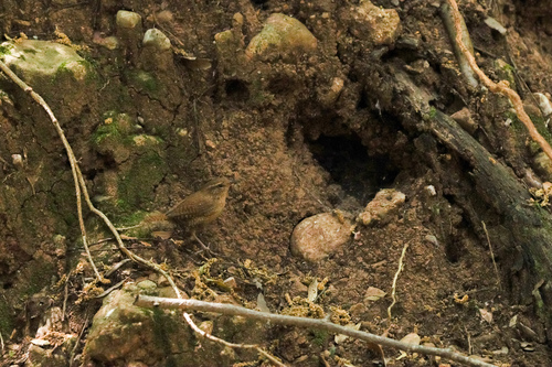 Eurasian Wren