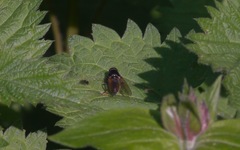Cheilosia albitarsis